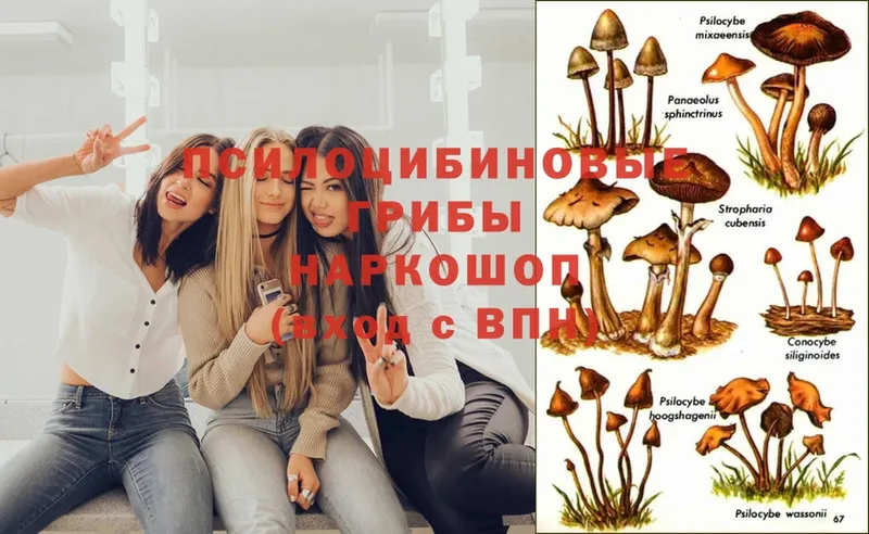 Галлюциногенные грибы Psilocybine cubensis  Новосибирск 